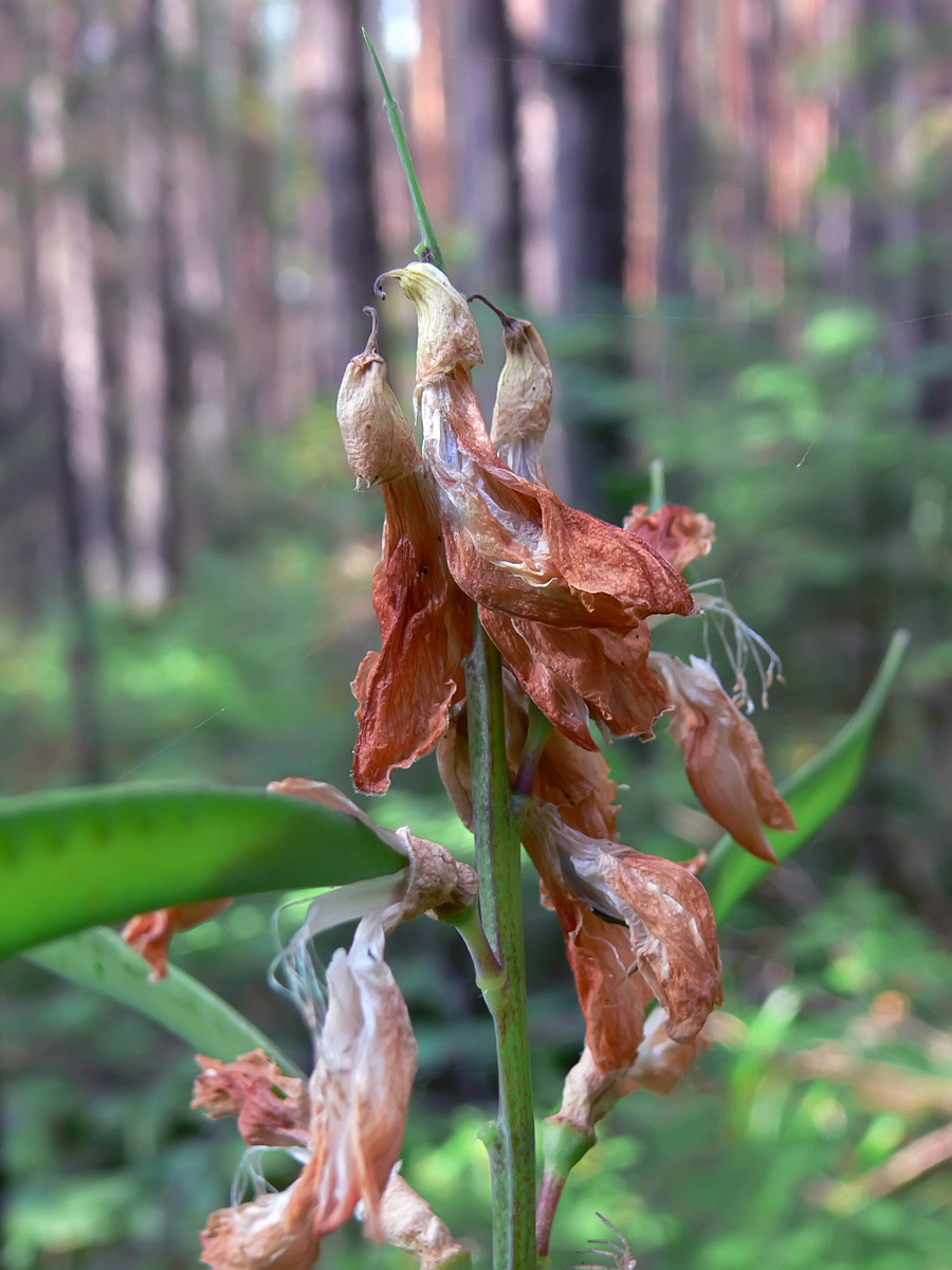 Изображение особи Lathyrus gmelinii.