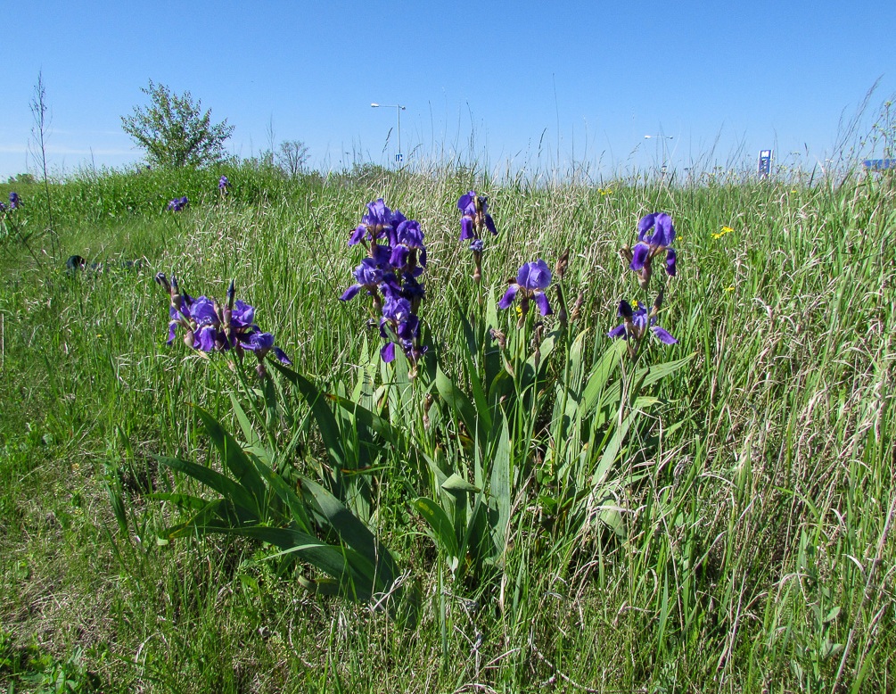 Image of Iris nyaradyana specimen.