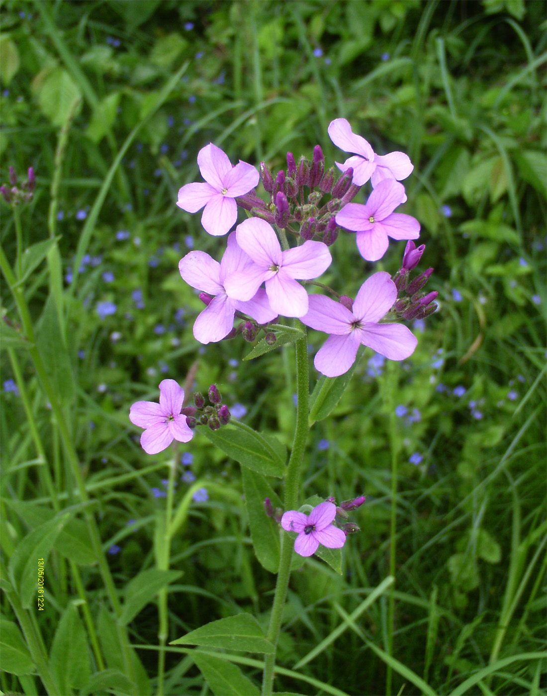 Image of genus Hesperis specimen.