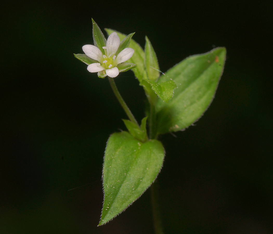 Изображение особи Moehringia trinervia.