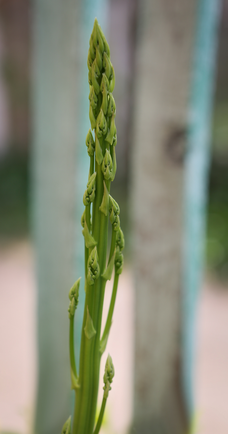 Изображение особи Asparagus officinalis.