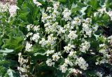 Crambe maritima. Цветущее растение на морской косе. Украина, Херсонская обл., Голопристанский р-н, Черноморский биосферный заповедник, о-в Тендровская Коса, урочище \"Белые Кучугуры\". 22 мая 2007 г.