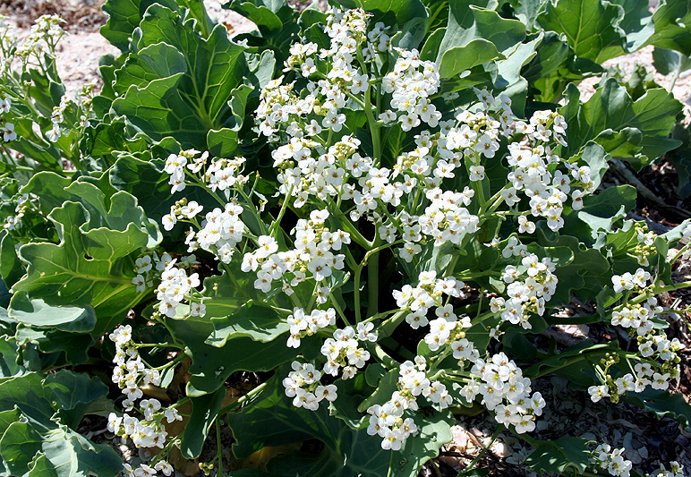 Изображение особи Crambe maritima.