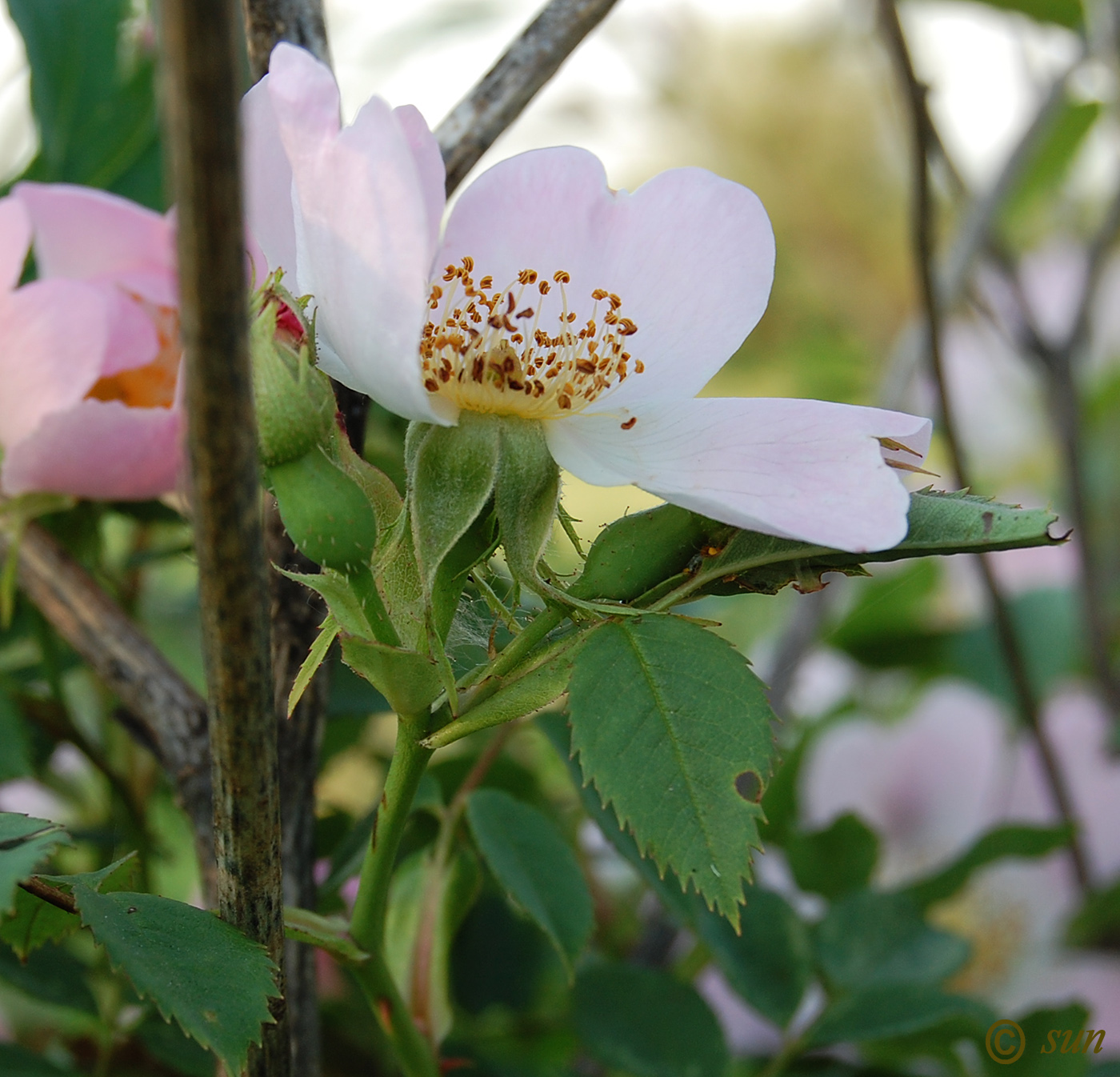 Image of Rosa canina specimen.