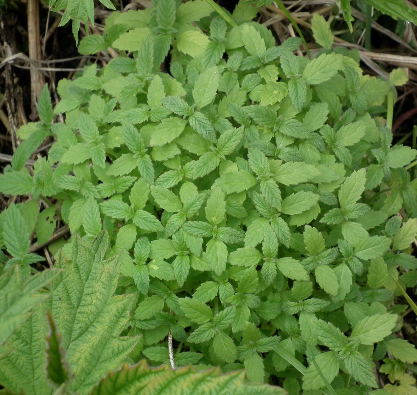Изображение особи род Galeopsis.