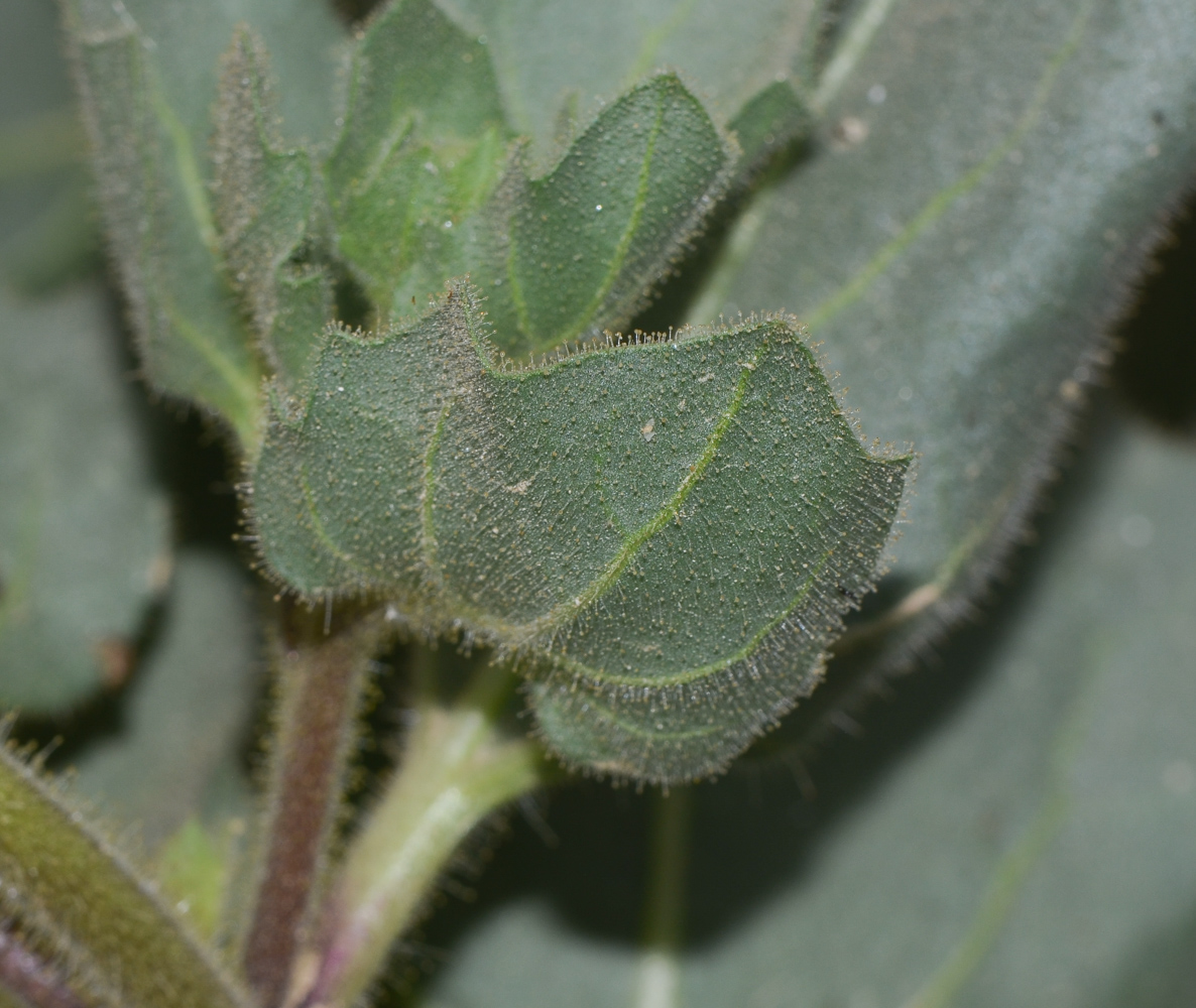 Изображение особи Hyoscyamus desertorum .