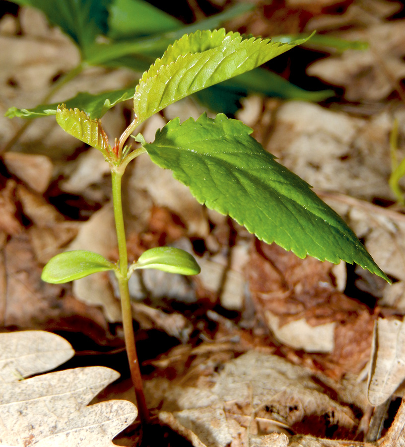 Image of Cerasus avium specimen.