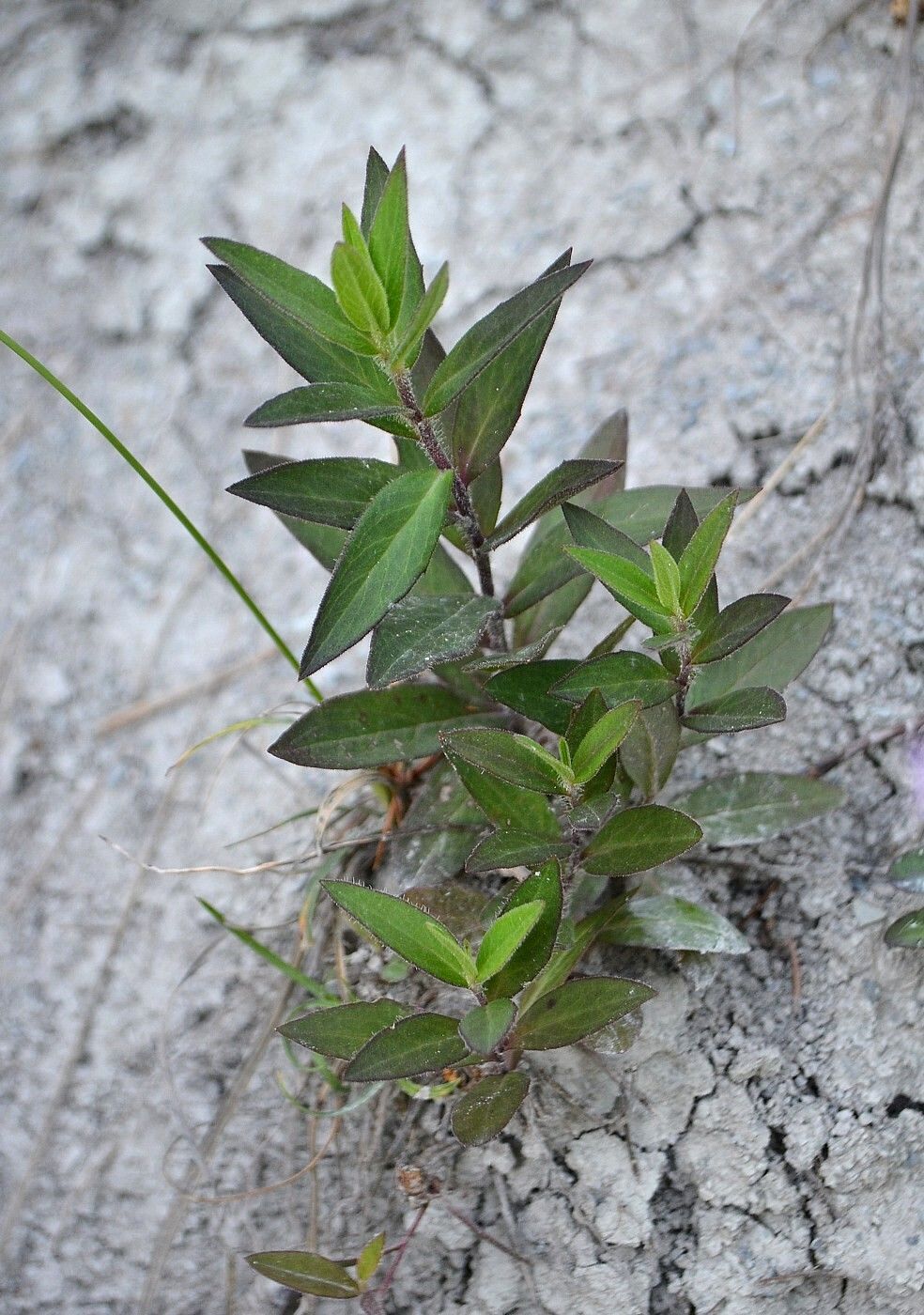 Image of Hieracium scabiosum specimen.