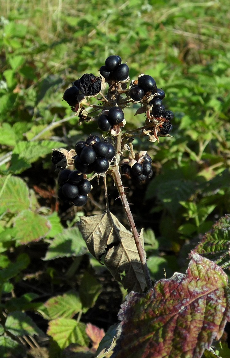 Изображение особи род Rubus.