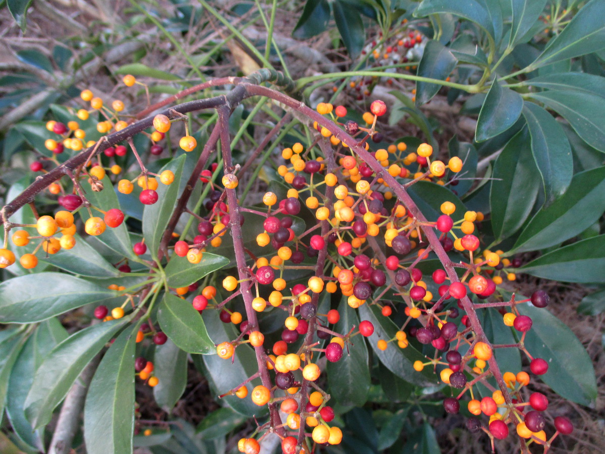 Image of Heptapleurum arboricola specimen.