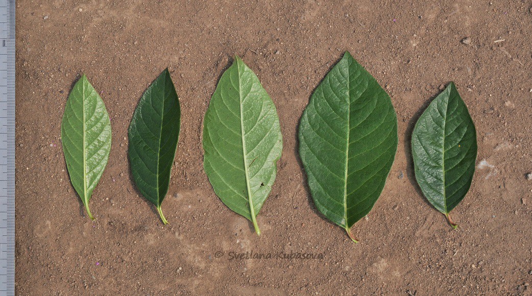 Image of Lonicera involucrata specimen.