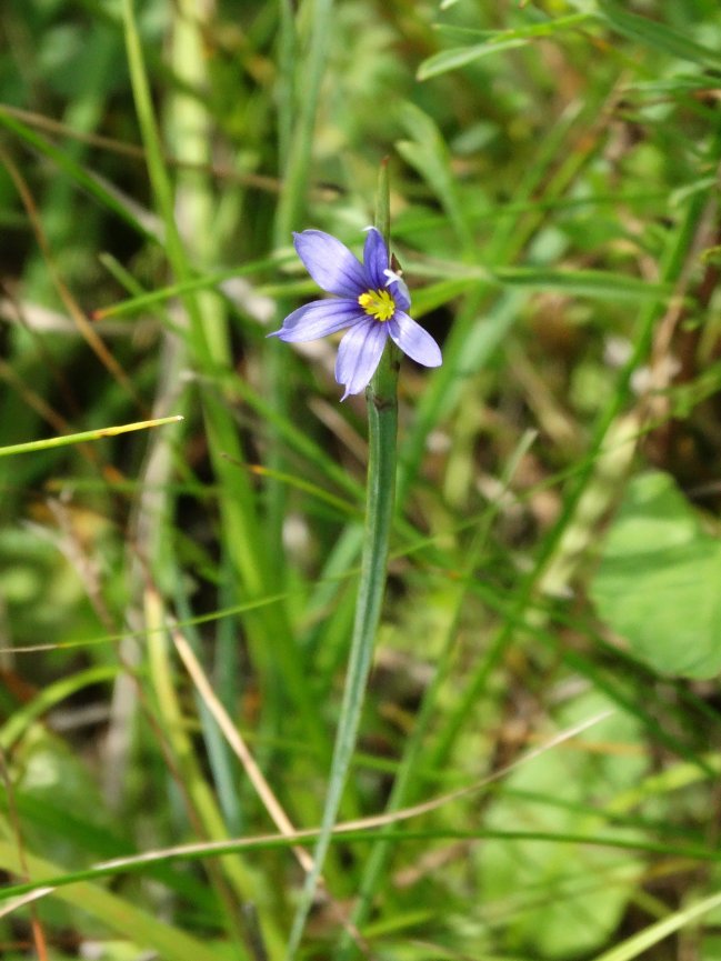 Изображение особи Sisyrinchium montanum.