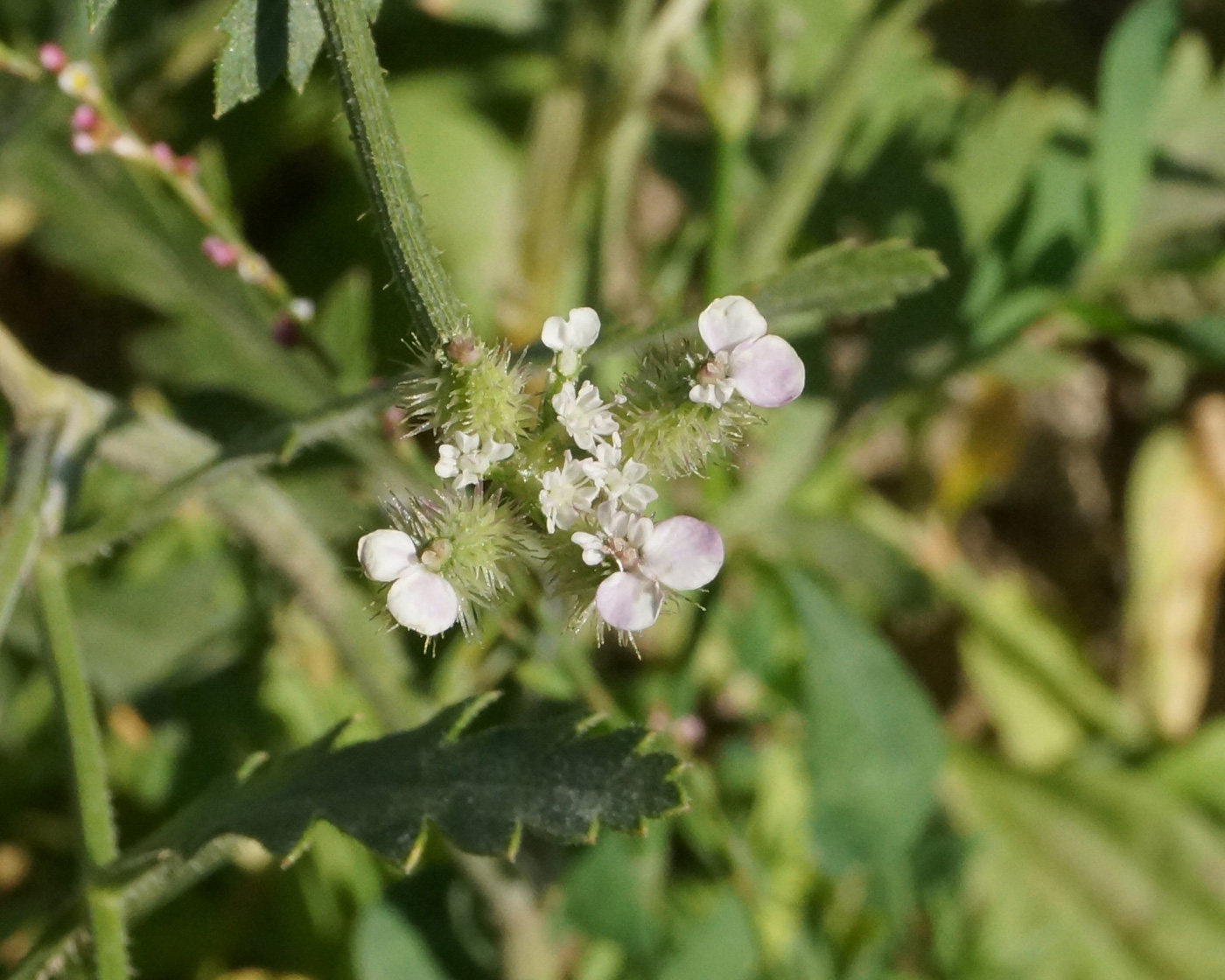 Image of Turgenia latifolia specimen.