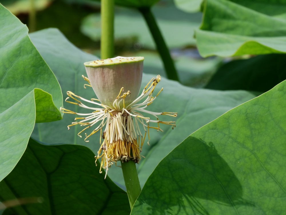 Image of Nelumbo komarovii specimen.