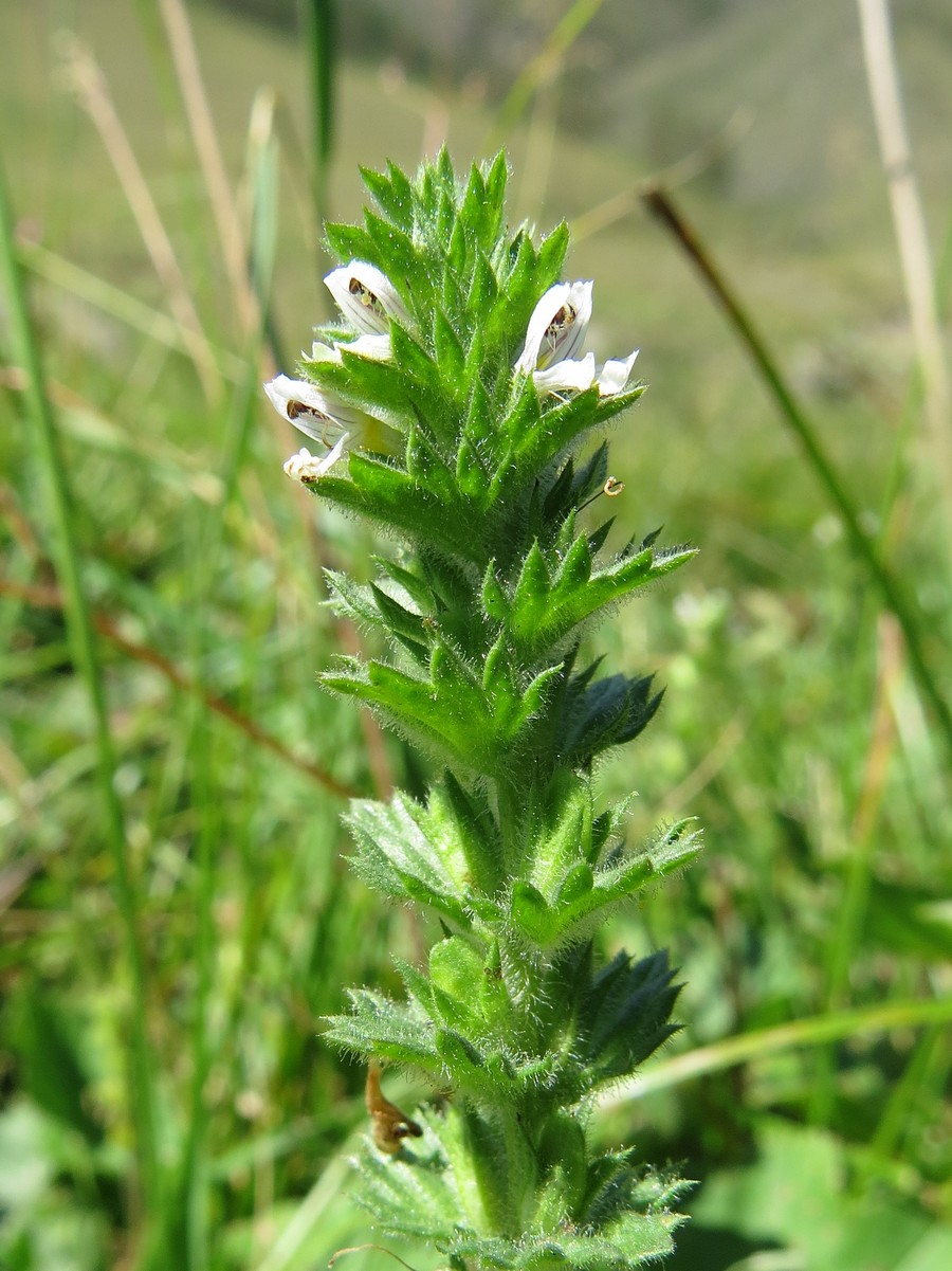 Image of Euphrasia hirtella specimen.