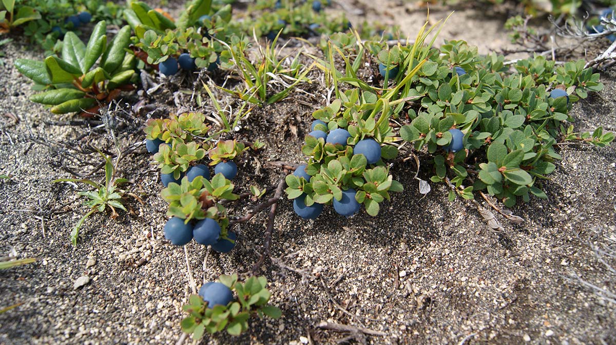 Image of Vaccinium vulcanorum specimen.