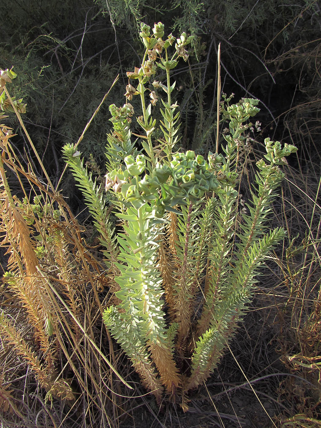 Изображение особи Euphorbia paralias.