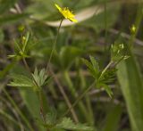 Potentilla erecta. Верхушка побега с цветком и бутонами. Тверская обл., Кимрский р-н, окр. дер. Сыркино, залежь. 10.06.2015.