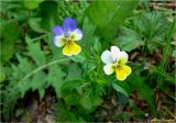 Viola tricolor