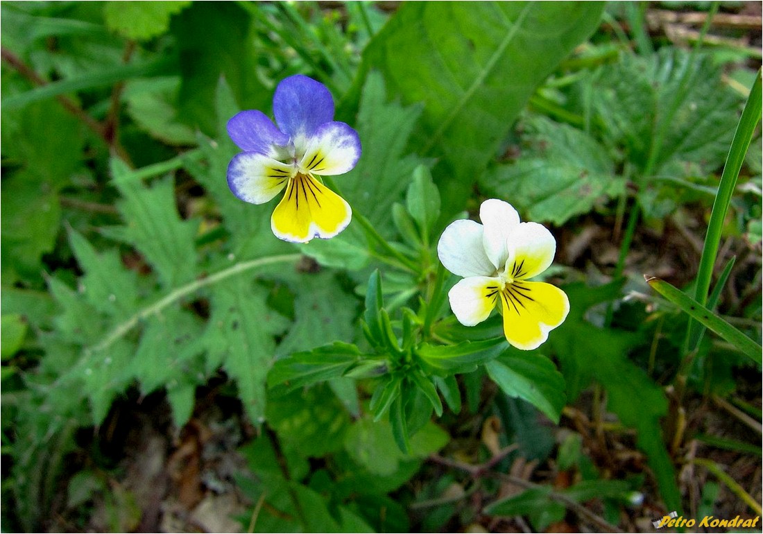 Image of Viola tricolor specimen.