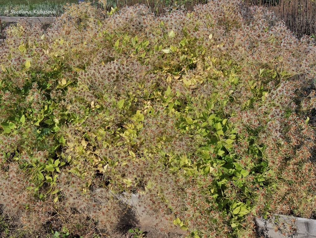 Image of Clematis mandshurica specimen.