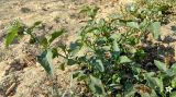 Solanum nigrum. Цветущее и плодоносящее растение. Испания, Кастилия и Леон, г. Саламанка, берег р. Тормес. Октябрь.