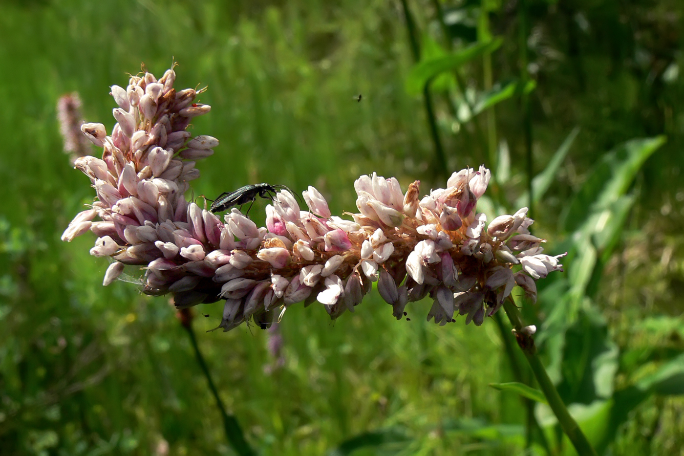 Изображение особи Bistorta officinalis.