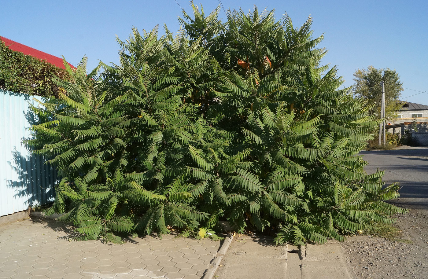 Изображение особи Rhus typhina.