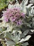 Saussurea gnaphalodes