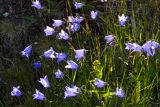 Campanula rotundifolia