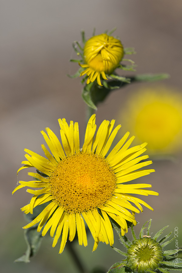 Изображение особи Inula britannica.