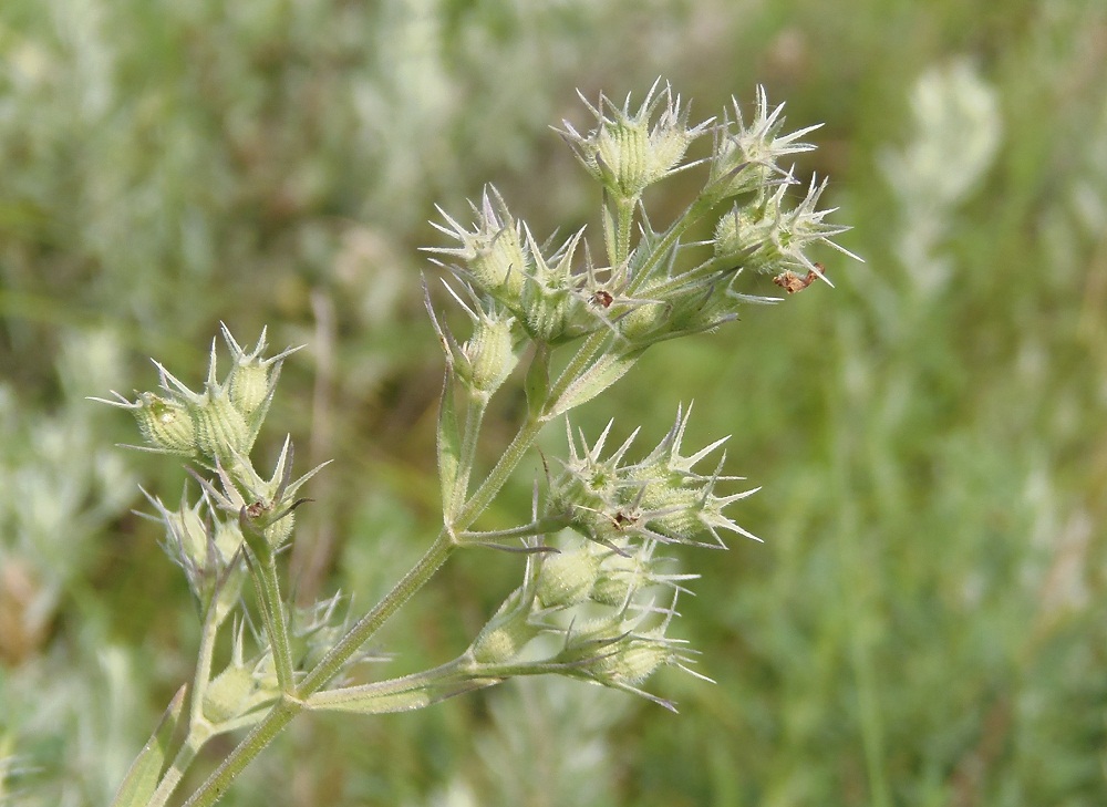 Image of Nepeta parviflora specimen.