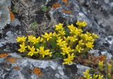 Sedum acre. Цветущие растения. Крым, Бахчисарайский р-н, гора Тепе-Кермен, на скале. 09.06.2016.