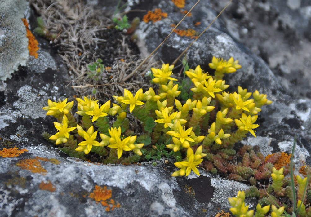 Image of Sedum acre specimen.