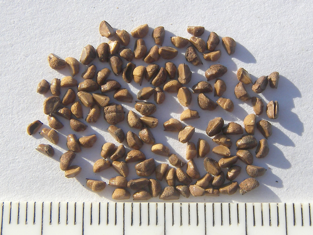 Image of Pyracantha coccinea specimen.