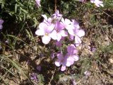 Linum hypericifolium