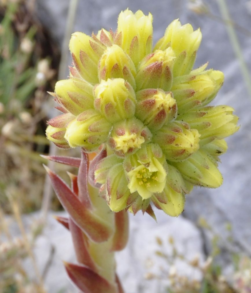 Image of Jovibarba heuffelii specimen.