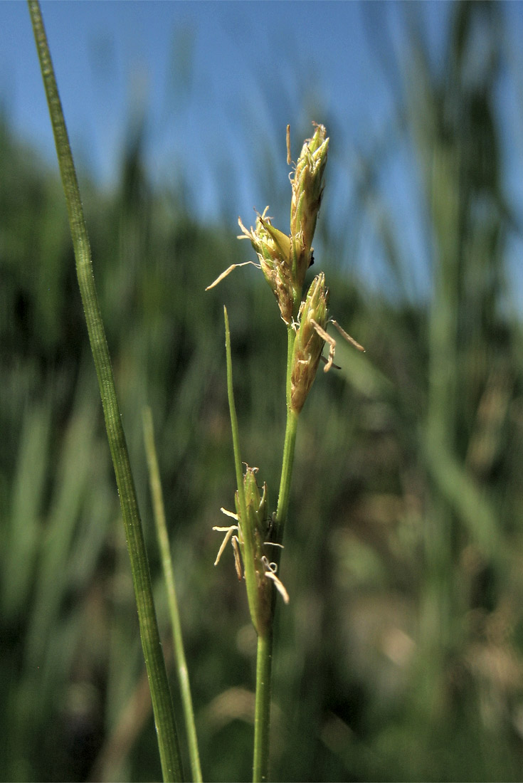 Image of Carex remota specimen.