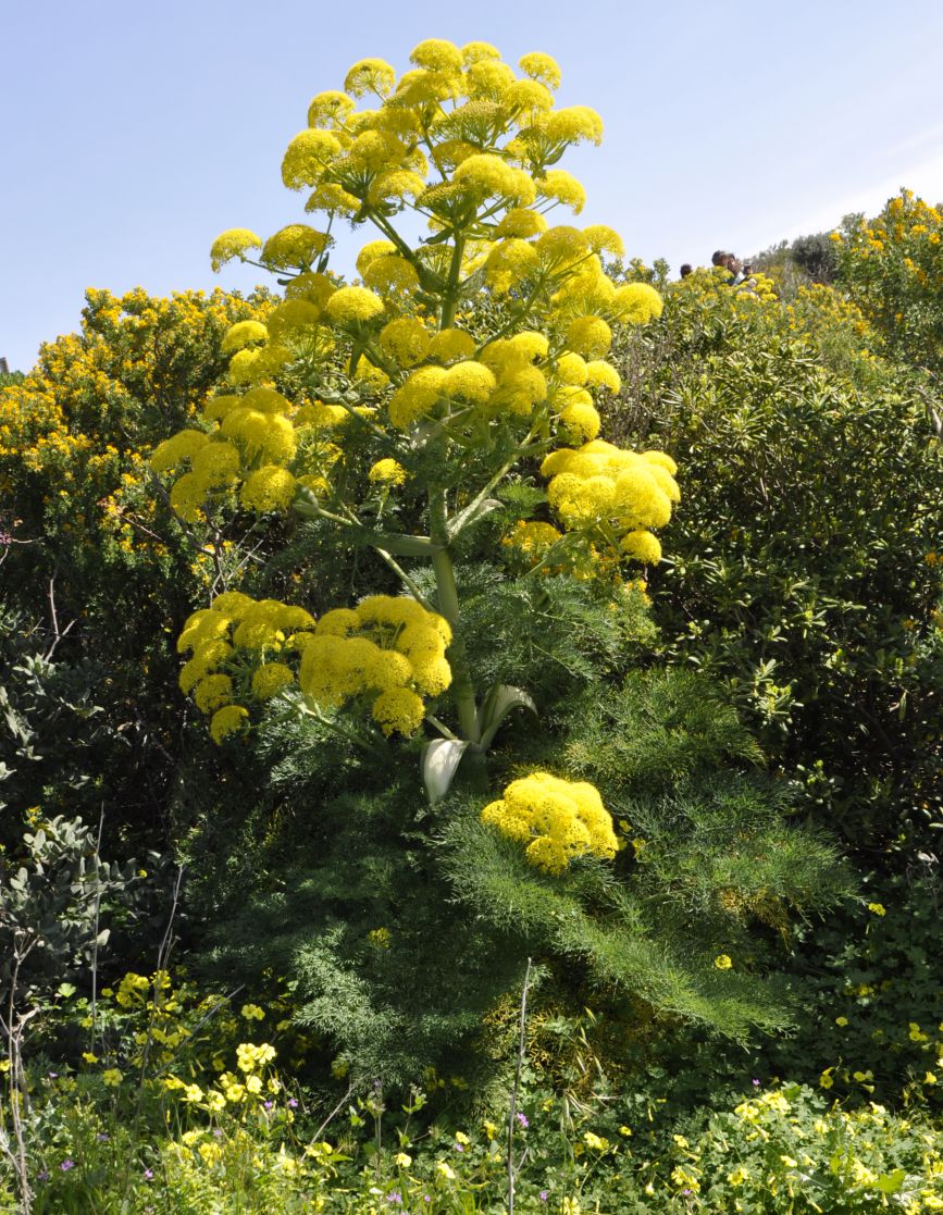 Image of Ferula communis ssp. glauca specimen.