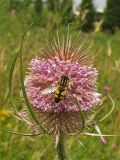 Dipsacus fullonum