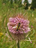 Dipsacus fullonum