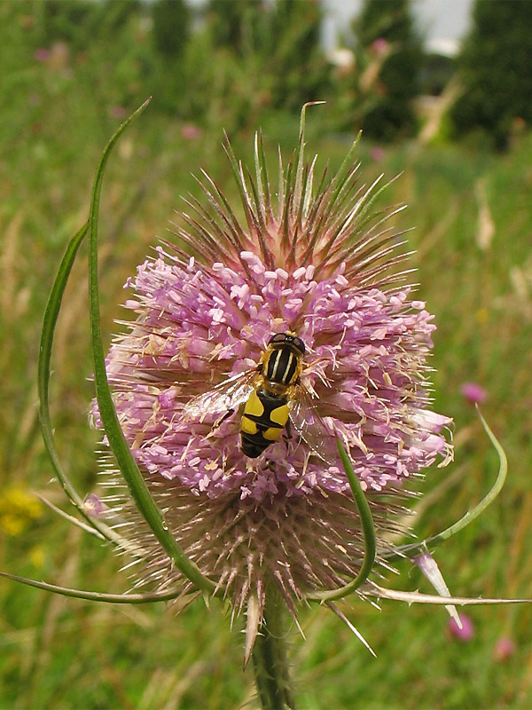 Изображение особи Dipsacus fullonum.