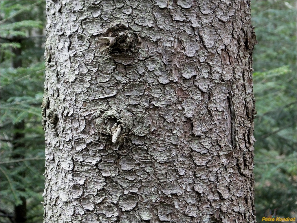 Image of Picea abies specimen.