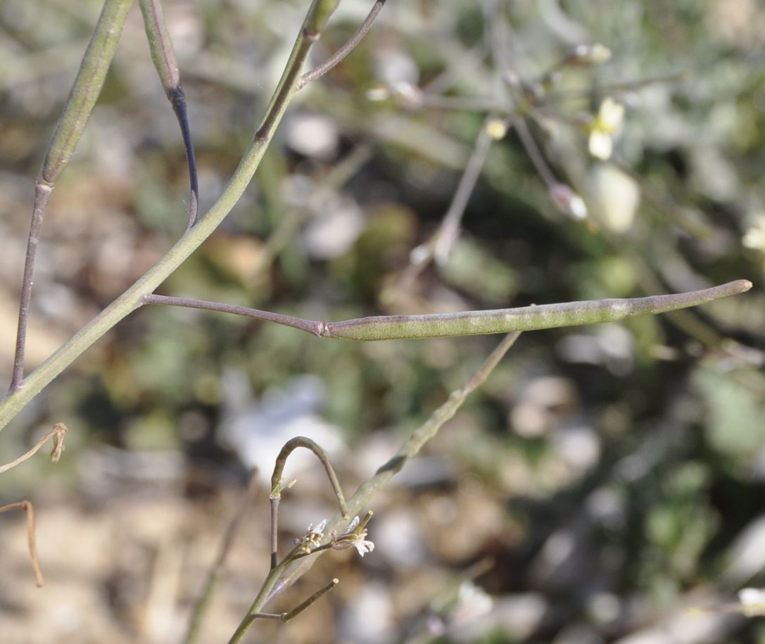 Image of Brassica tournefortii specimen.