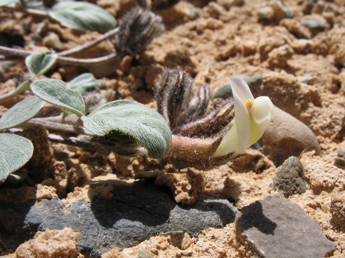 Image of Astragalus transnominatus specimen.