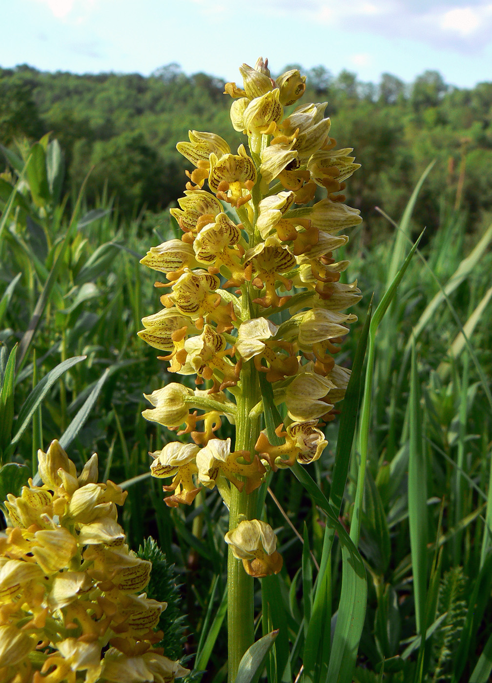 Image of Orchis punctulata specimen.