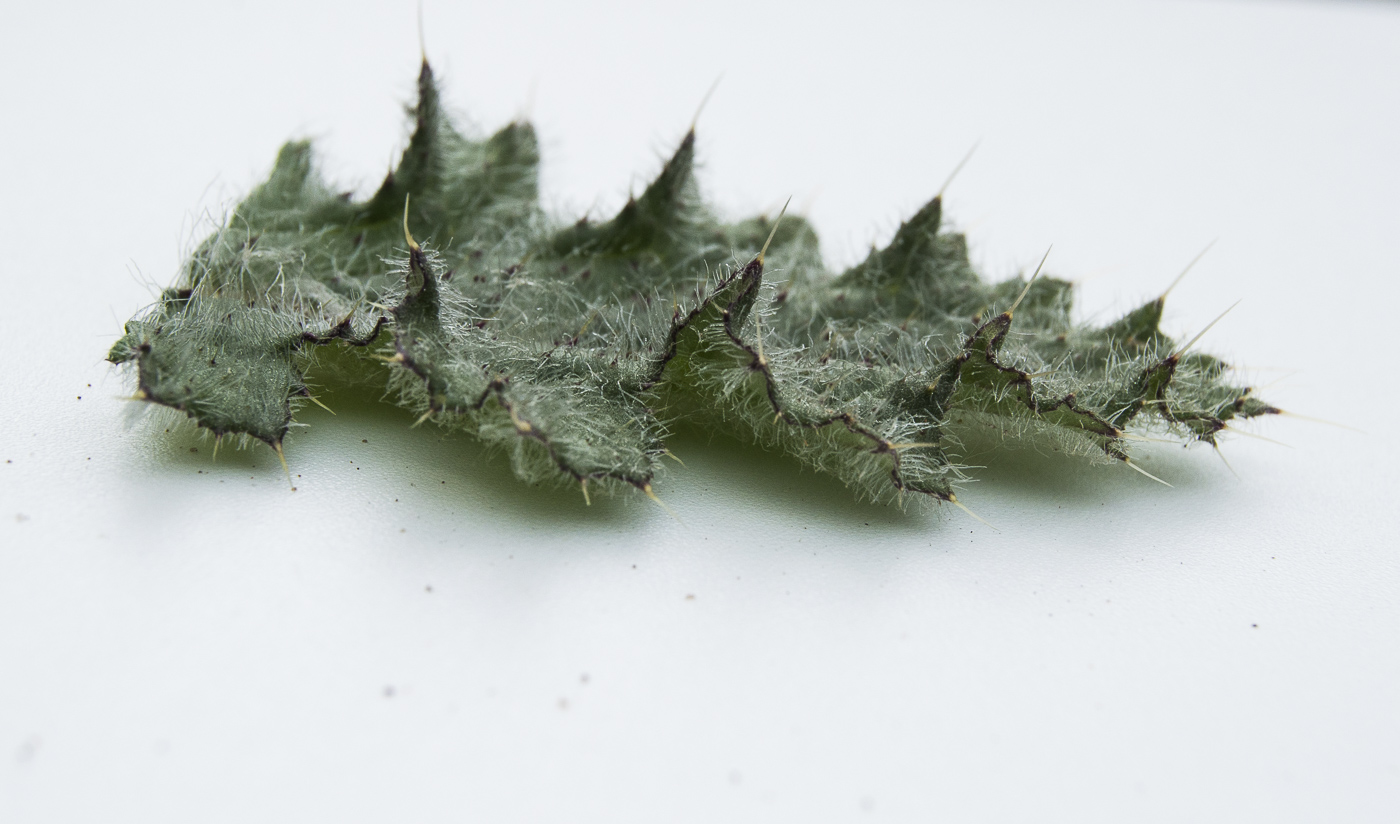 Image of Cirsium vulgare specimen.