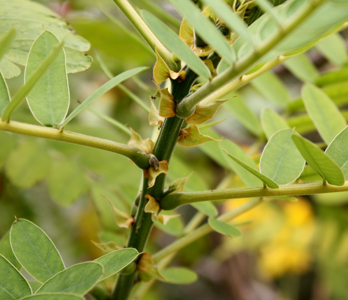 Image of Senna didymobotrya specimen.