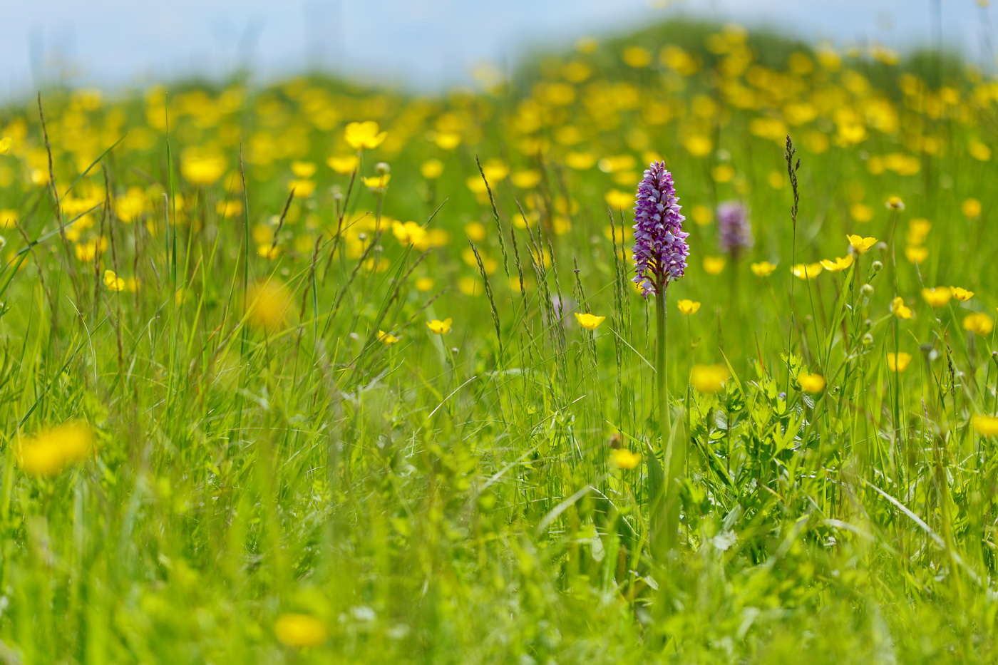 Изображение особи Orchis militaris.