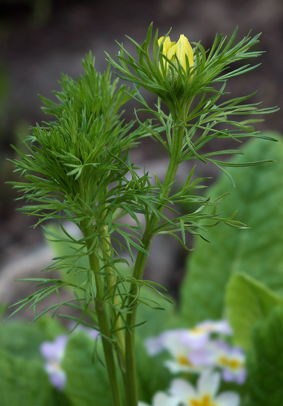 Изображение особи Adonis vernalis.